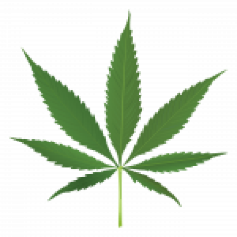 Pacific Cannabis Church - Dispensary