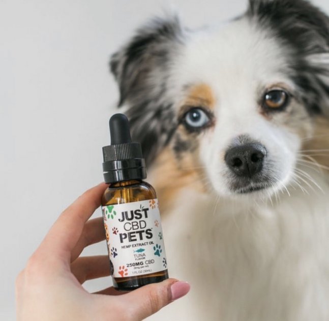 CBD for Pets